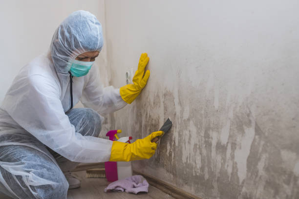 Best Toxic Mold Removal  in Baldwin, PA