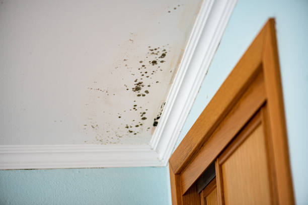 Office Mold Removal Services in Baldwin, PA