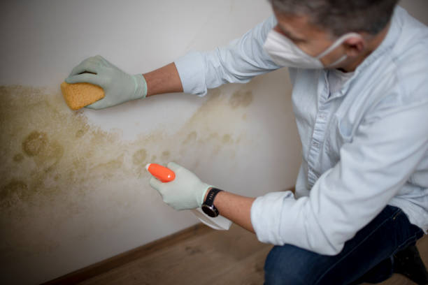 Best Certified Mold Removal  in Baldwin, PA
