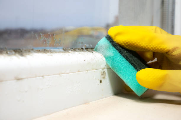 Best Mold Removal Near Me  in Baldwin, PA