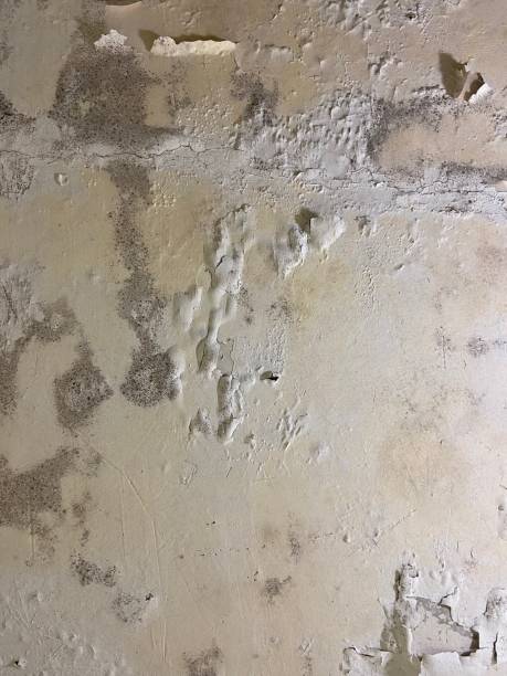 Best Fast Mold Removal  in Baldwin, PA