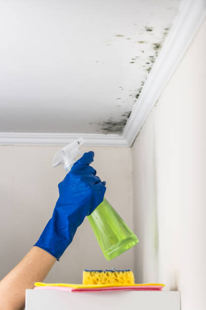 Trusted Baldwin, PA Mold Removal Experts